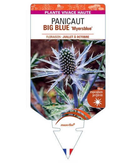 ERYNGIUM x zabelii BIG BLUE Myersblue voir Panicaut