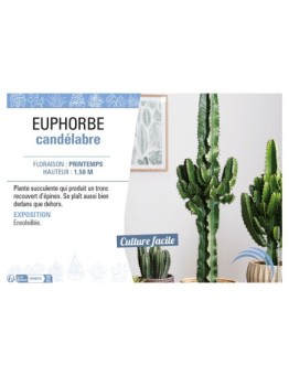 EUPHORBE CANDÉLABRE