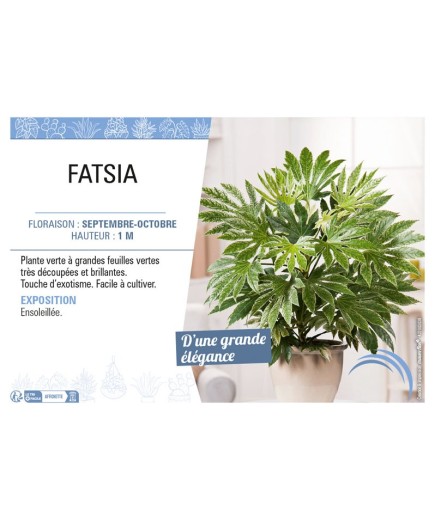 FATSIA