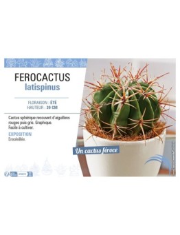 FEROCACTUS LATISPINUS
