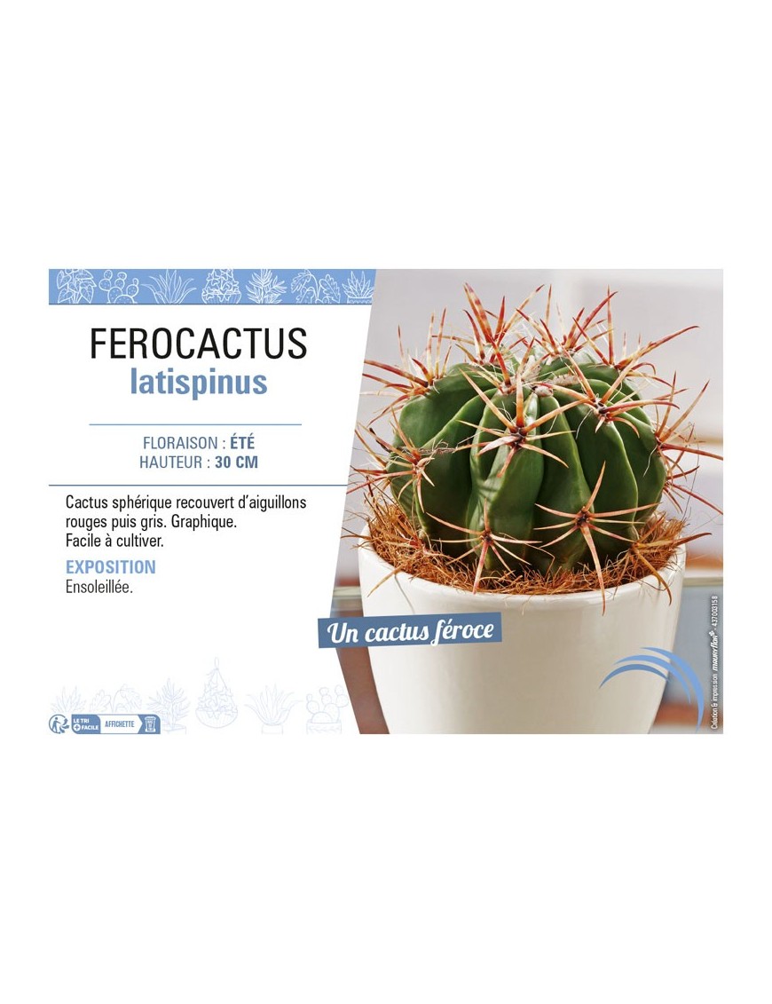 FEROCACTUS LATISPINUS