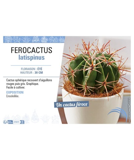 FEROCACTUS LATISPINUS