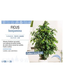 FICUS BENJAMINA