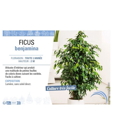 FICUS BENJAMINA