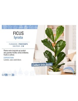 FICUS LYRATA