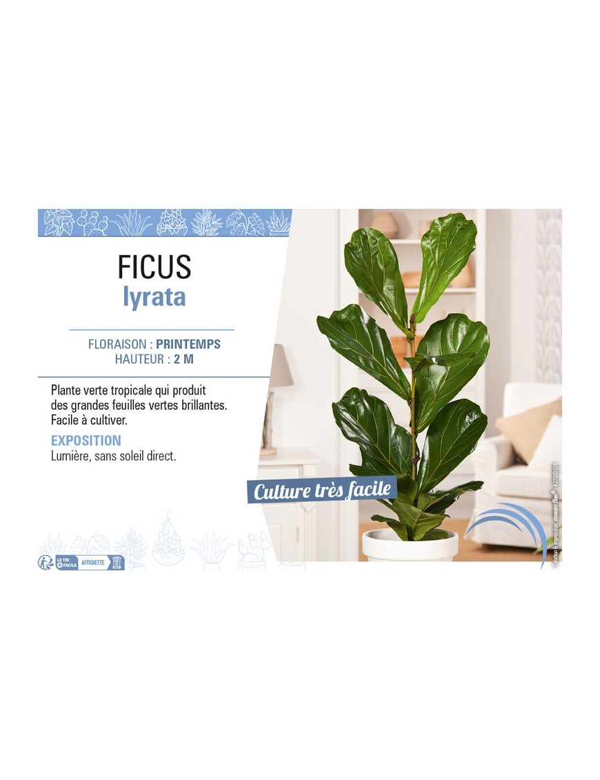 FICUS LYRATA