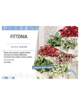 FITTONIA