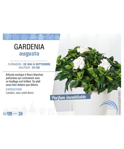 GARDENIA AUGUSTA