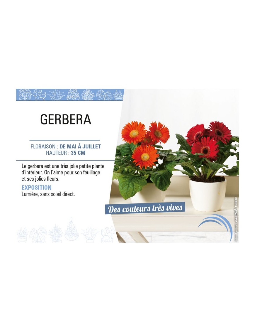 GERBERA