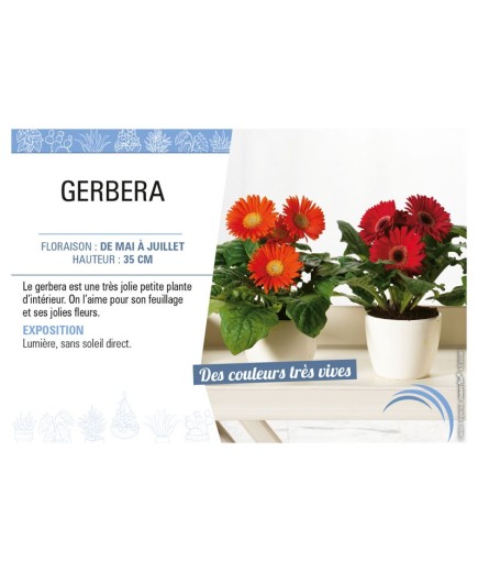 GERBERA