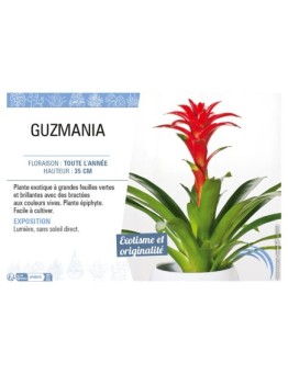 GUZMANIA
