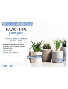 HAWORTHIA PENTAGONA