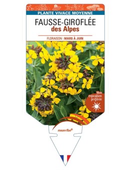 ERYSIMUM alpinum voir Fausse-Giroflée des Alpes
