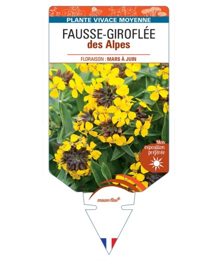 ERYSIMUM alpinum voir Fausse-Giroflée des Alpes