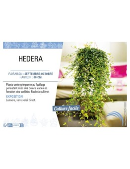 HEDERA