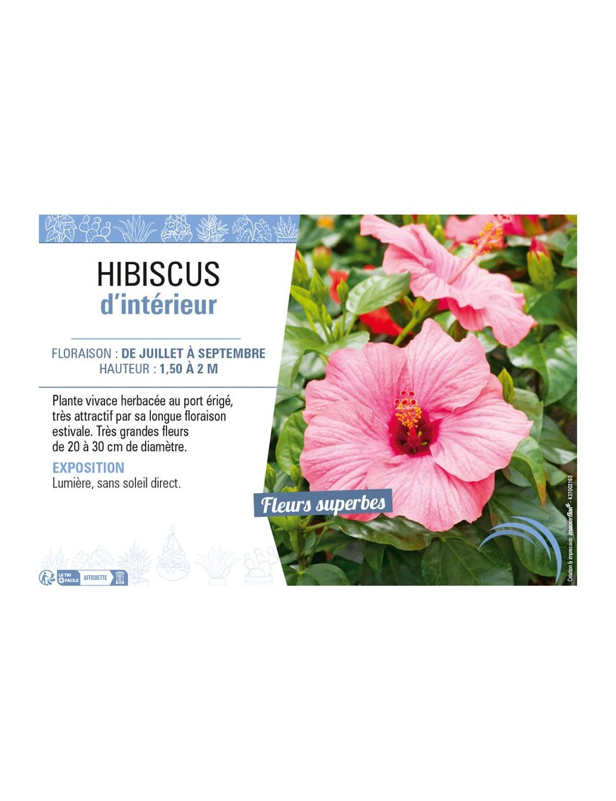 HIBISCUS D'INTÉRIEUR