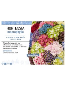 HYDRANGEA voir HORTENSIA MACROPHYLLA