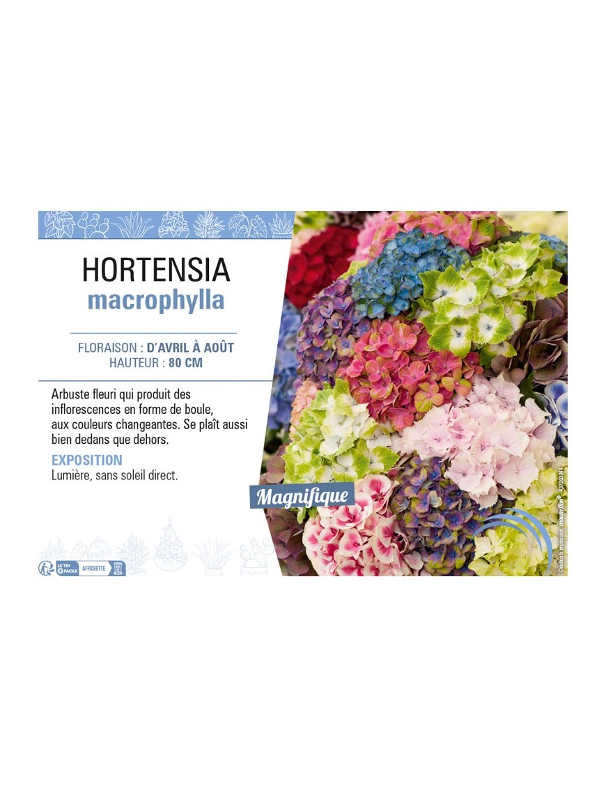 HYDRANGEA voir HORTENSIA MACROPHYLLA