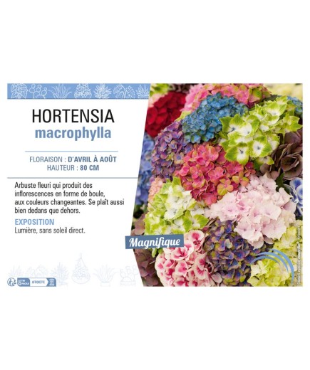 HYDRANGEA voir HORTENSIA MACROPHYLLA