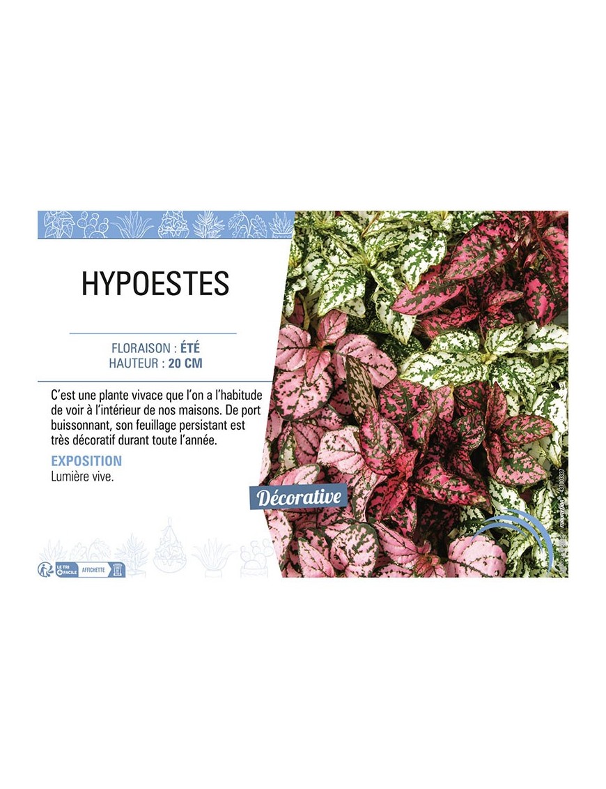HYPOESTES