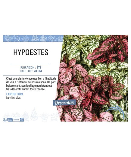 HYPOESTES