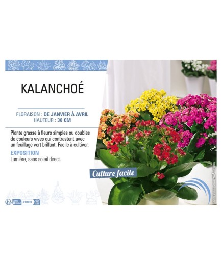 KALANCHOÉ (varié)