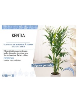 KENTIA (Howea)