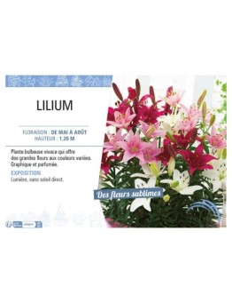 LILIUM