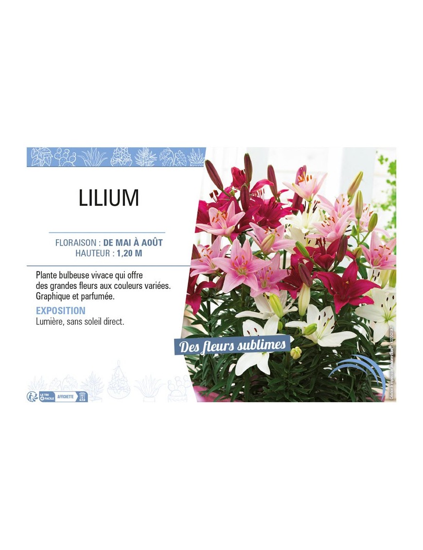 LILIUM
