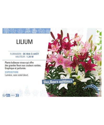 LILIUM
