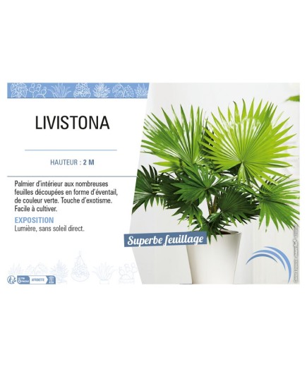 LIVISTONA