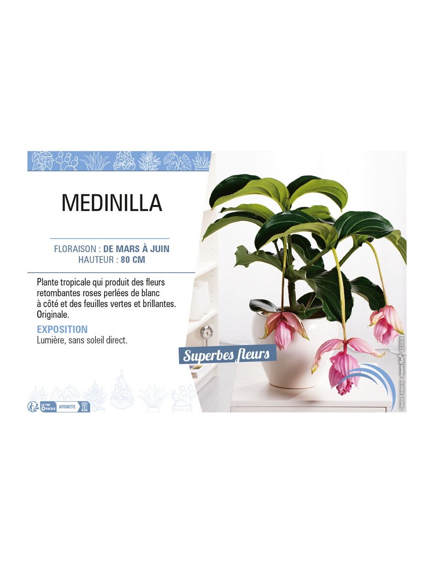 MEDINILLA