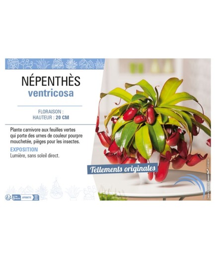 NÉPENTHÈS VENTRICOSA (MIX)