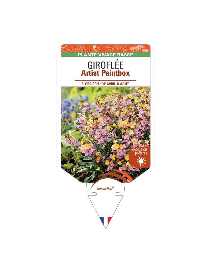 ERYSIMUM Artist Paintbox voir Giroflée