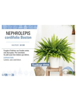 NEPHROLEPIS CORDIFOLIA BOSTON