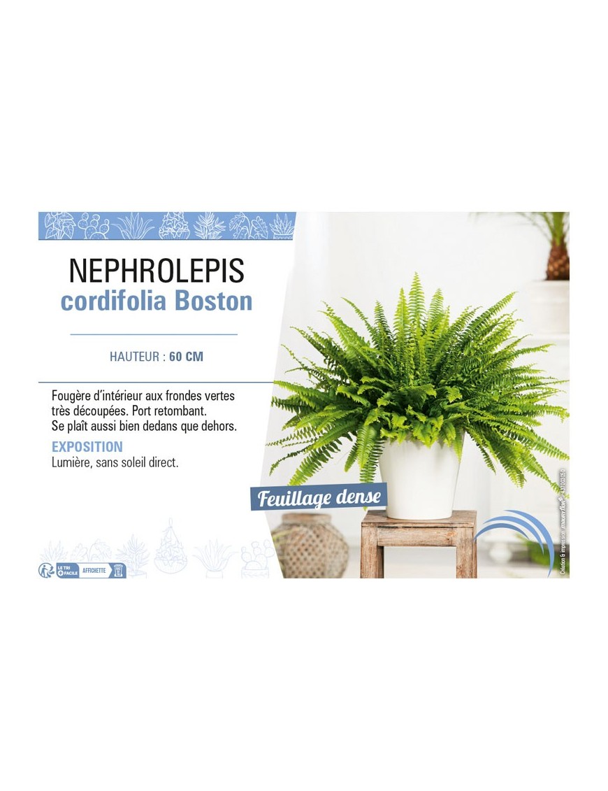 NEPHROLEPIS CORDIFOLIA BOSTON