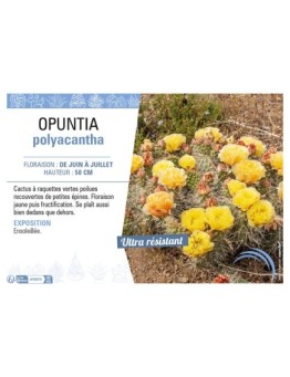 OPUNTIA POLYACANTHA