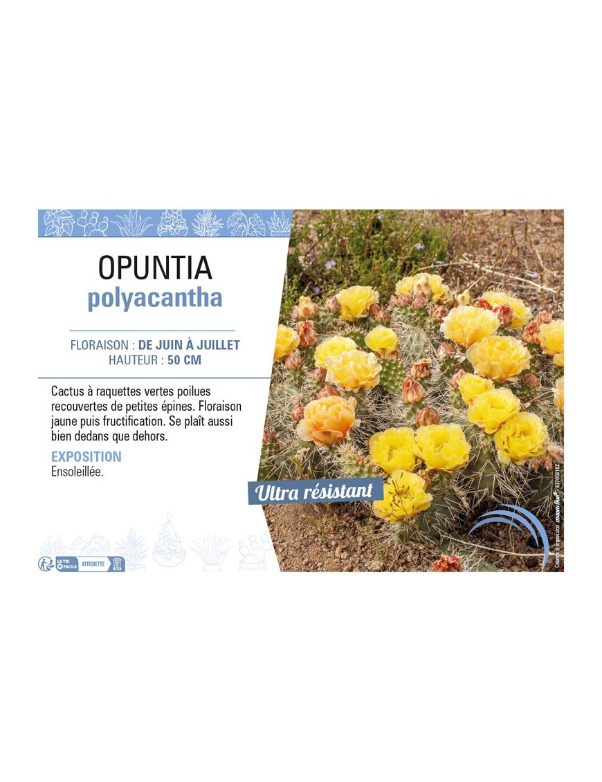 OPUNTIA POLYACANTHA