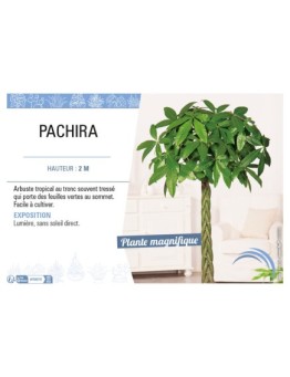 PACHIRA