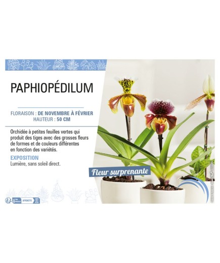 PAPHIOPÉDILUM