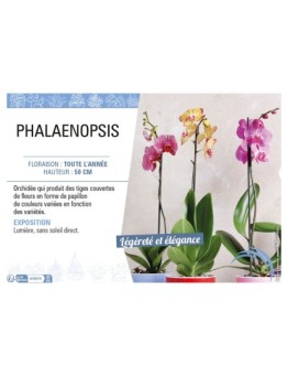 PHALAENOPSIS