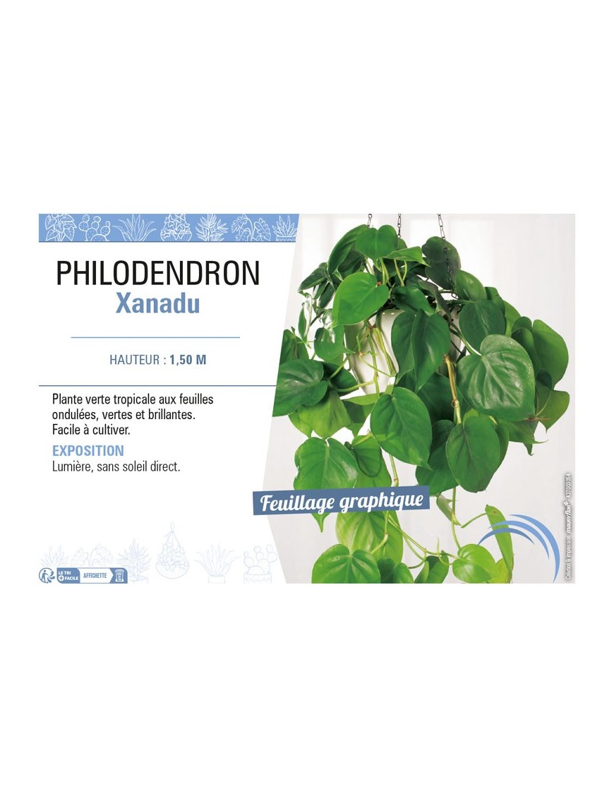 PHILODENDRON XANADU