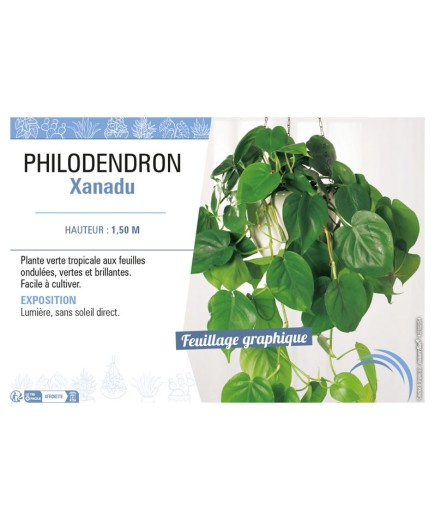 PHILODENDRON XANADU