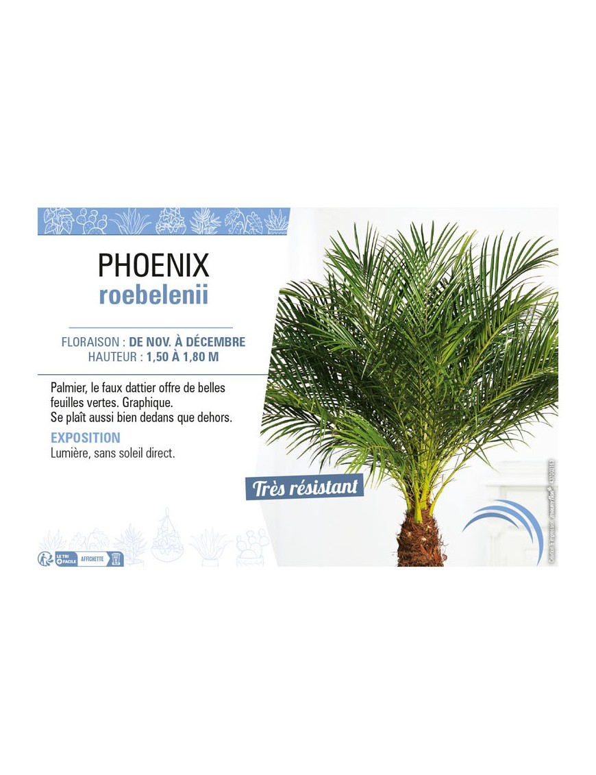 PHOENIX ROEBELENII