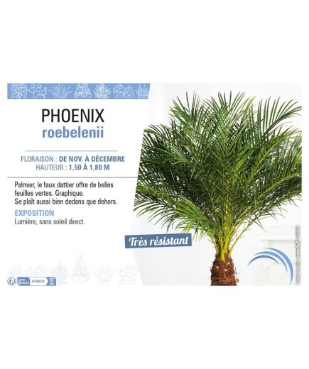 PHOENIX ROEBELENII