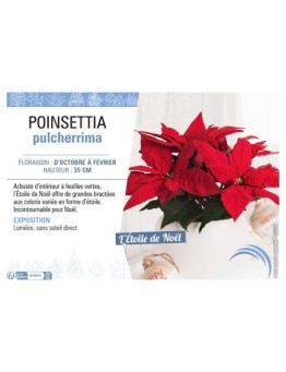 POINSETTIA PULCHERRIMA