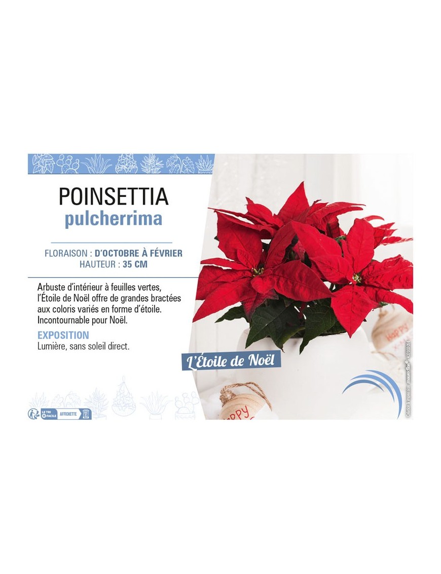 POINSETTIA PULCHERRIMA