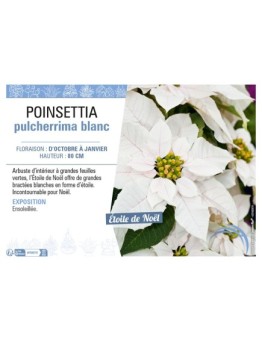 POINSETTIA PULCHERRIMA BLANC