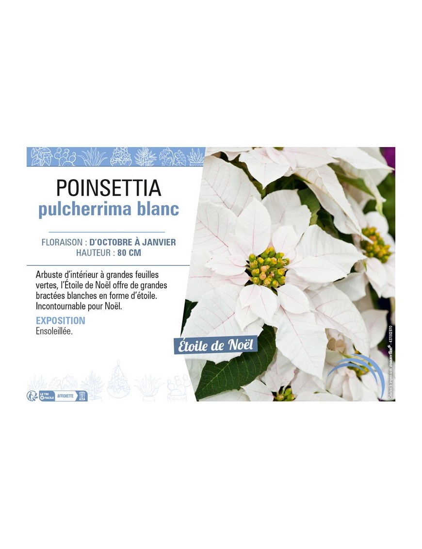 POINSETTIA PULCHERRIMA BLANC
