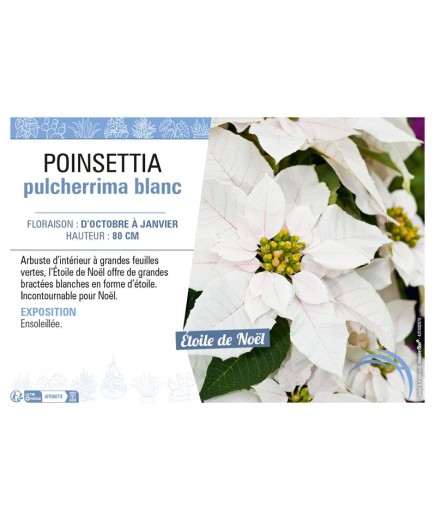 POINSETTIA PULCHERRIMA BLANC